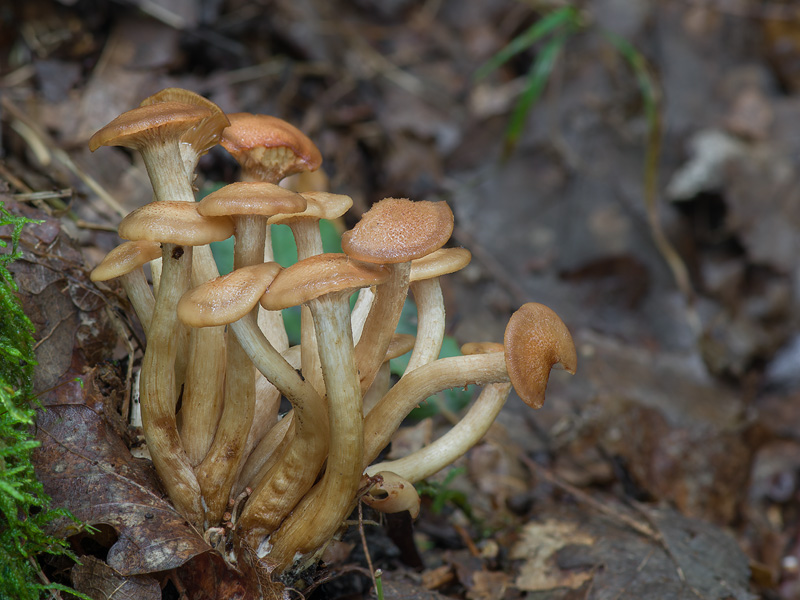 Armillaria socialis